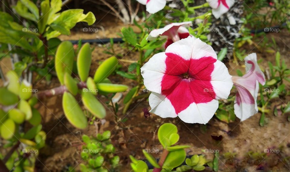 beautiful colorful flower in the garden , closeup , details , focus , natural background