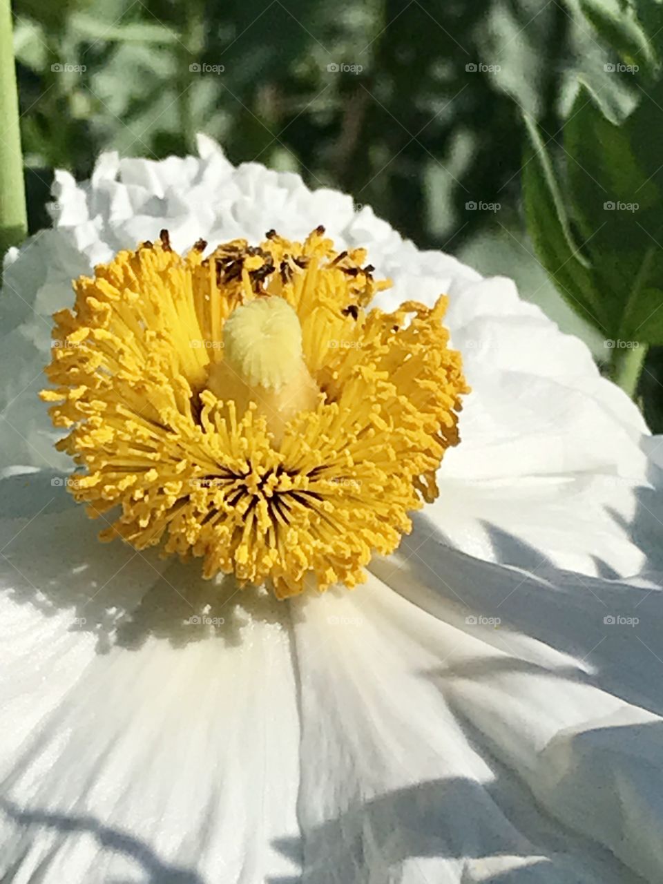 Matilija aka Fried Egg Poppy