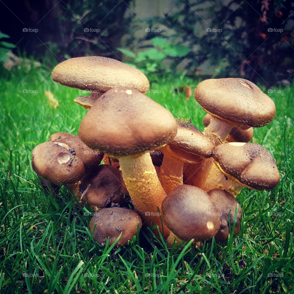 Toadstools