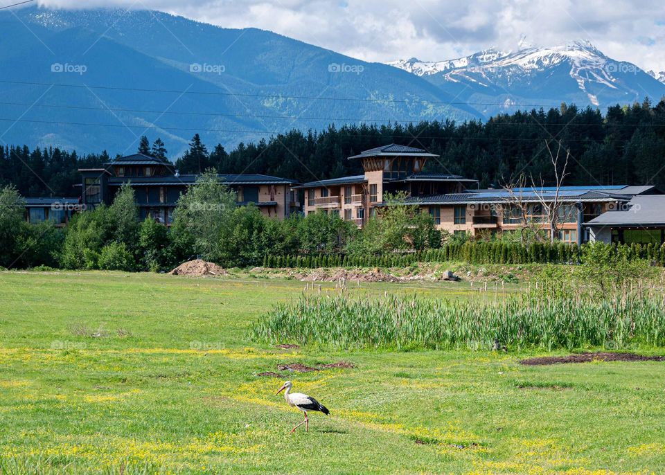 Birds in Motion, Stork