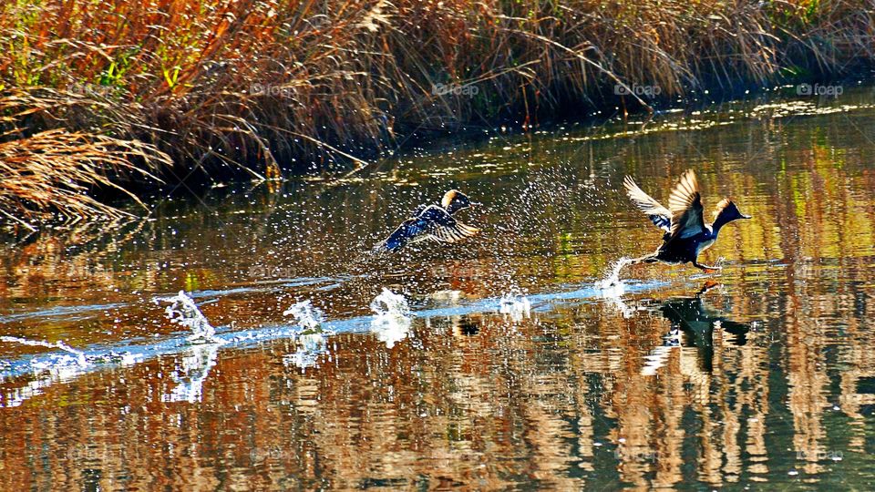 Ducks taking off over water