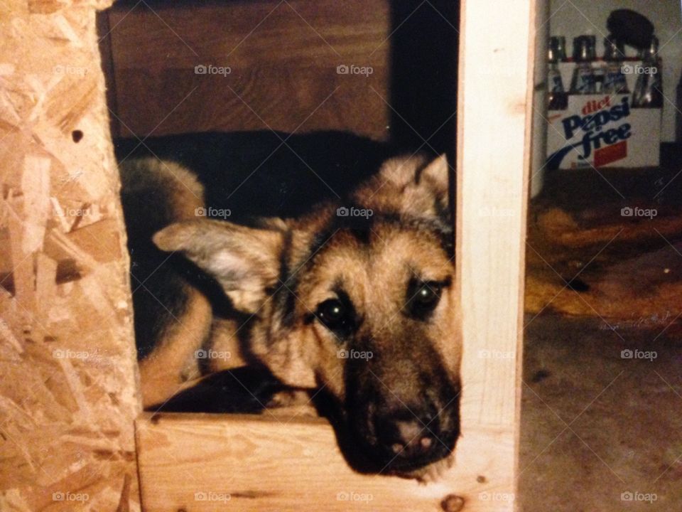 Taken approximately 35 years ago, give or take 5 years. Notice the Diet Pepsi Free to the right of the "dog house". 