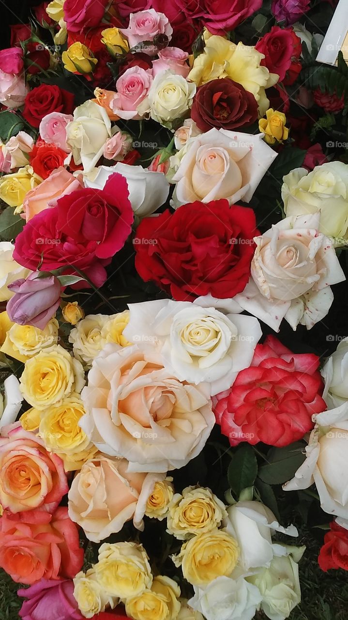 Rose, Bouquet, Wedding, Love, Flower
