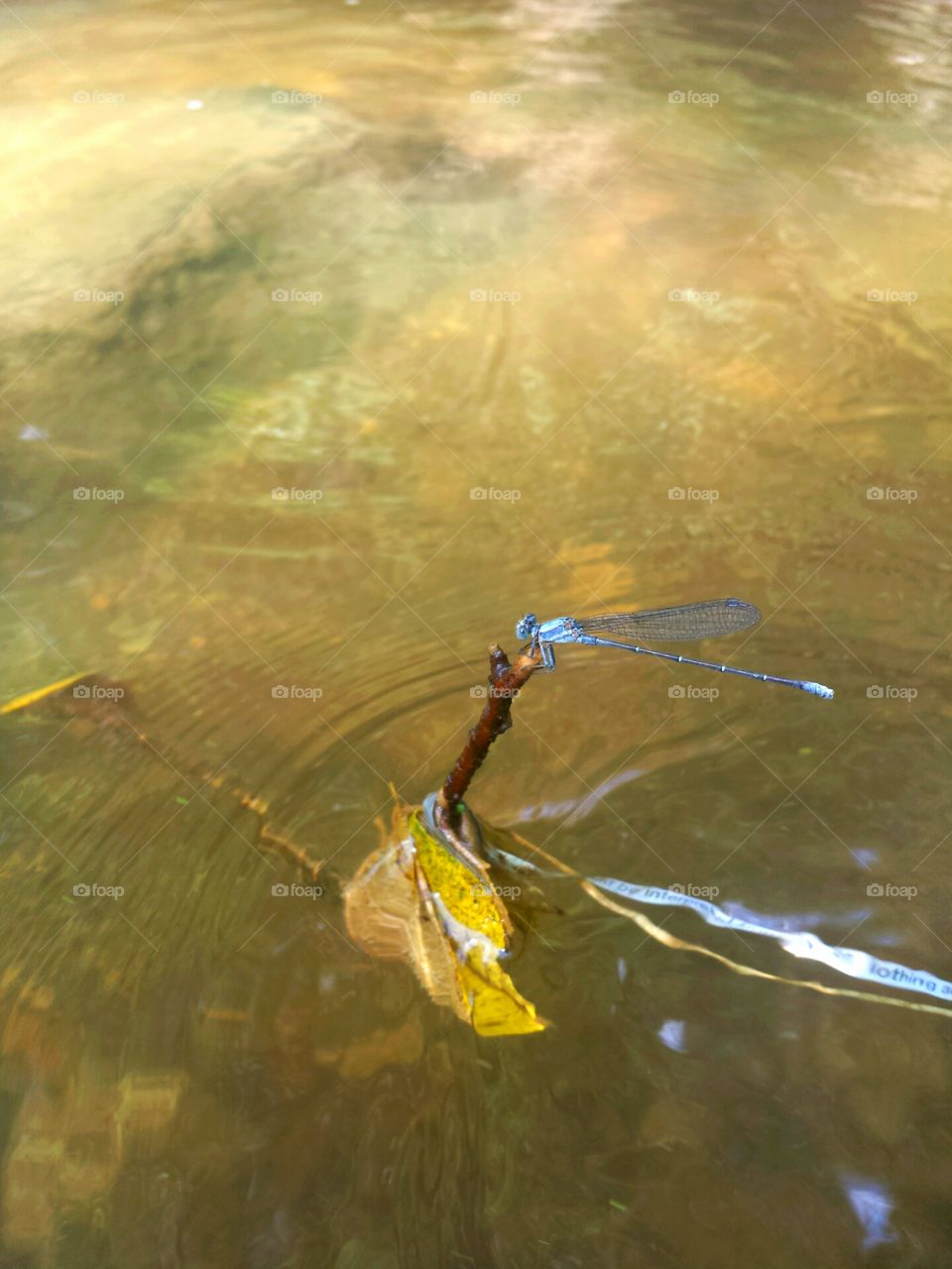 Dragonfly in the Creek
