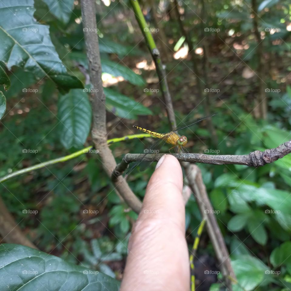 Index finger and dragonfly