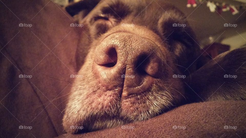 Close-up of sleepy dog