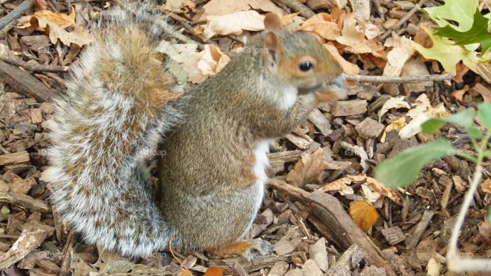 Monsieur squirrel