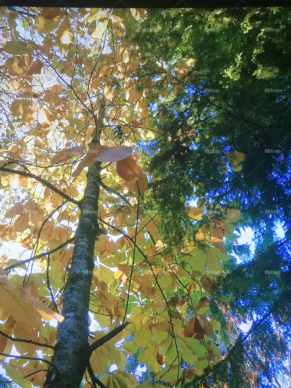 Autumn trees