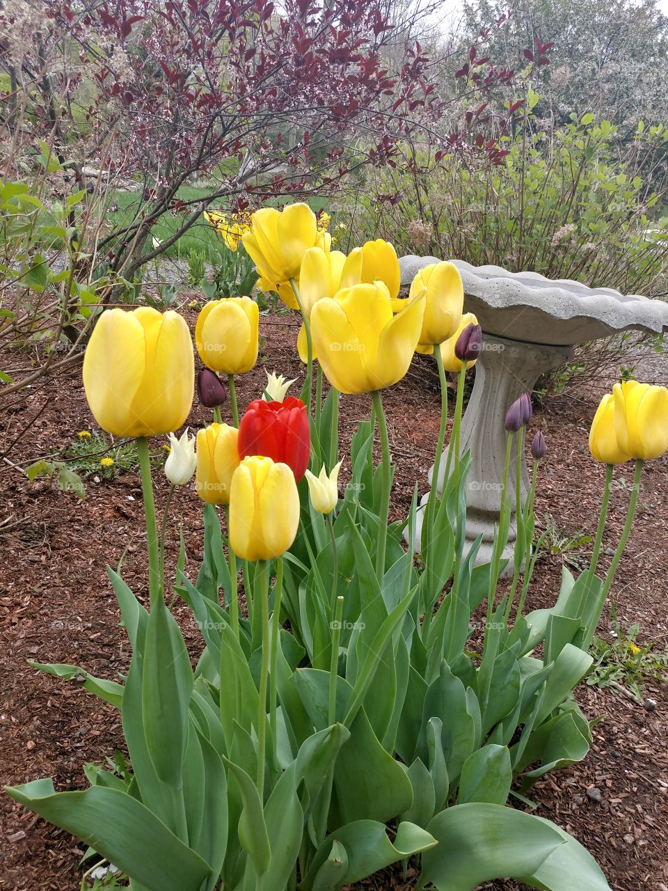 Tulip Garden