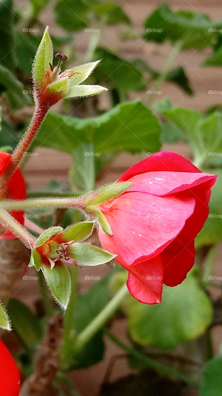 geranium blooms