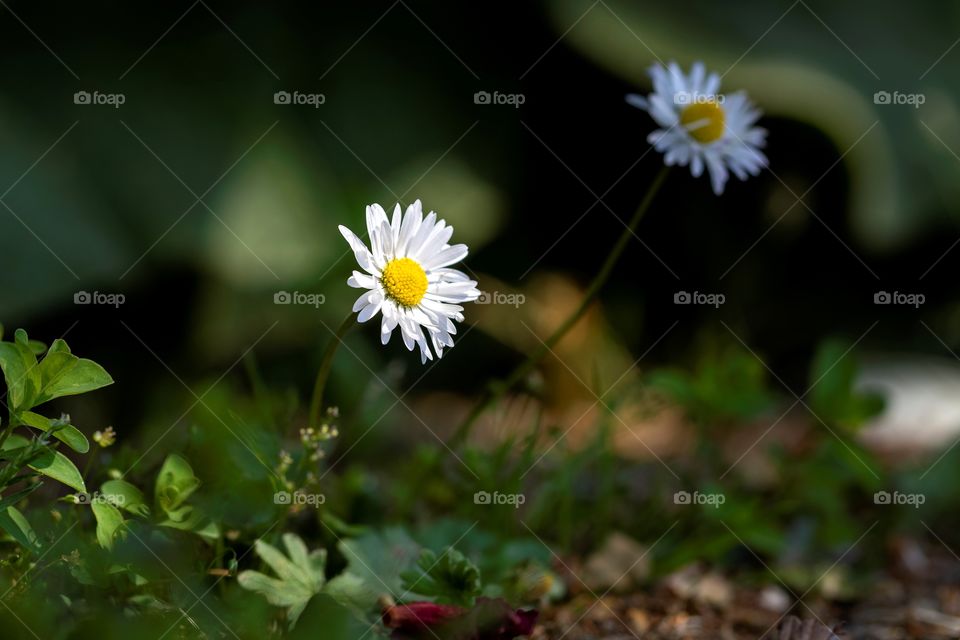 A close up potrait of a daisy getting hit by some natural sunlight. in the background there is another one of these flowers, but it is in the shade.