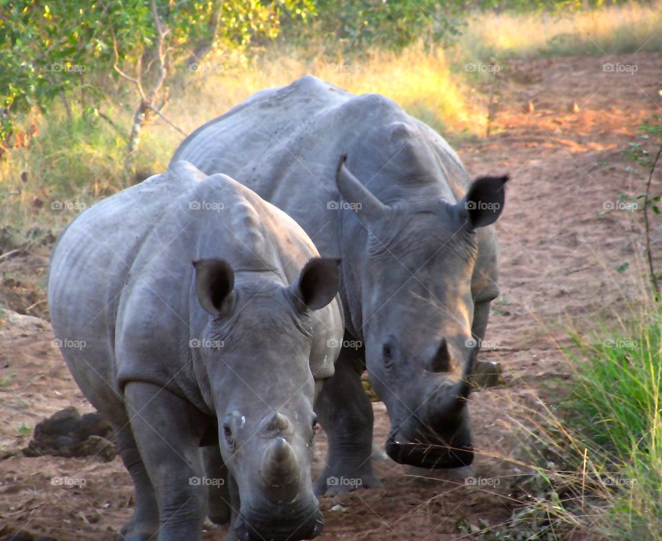 Rhinoceros pair 