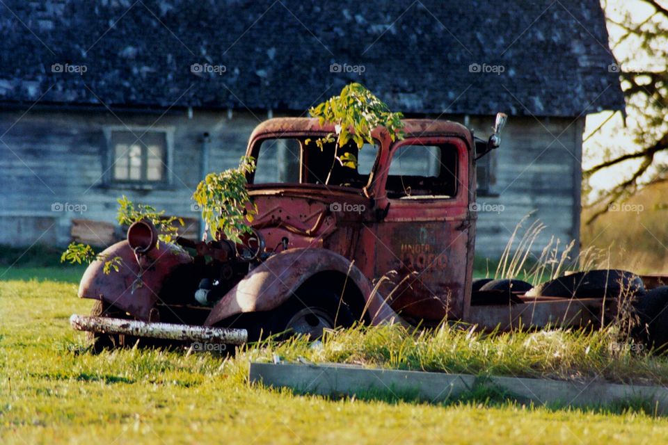 Patina vintage truck with tree growing through it