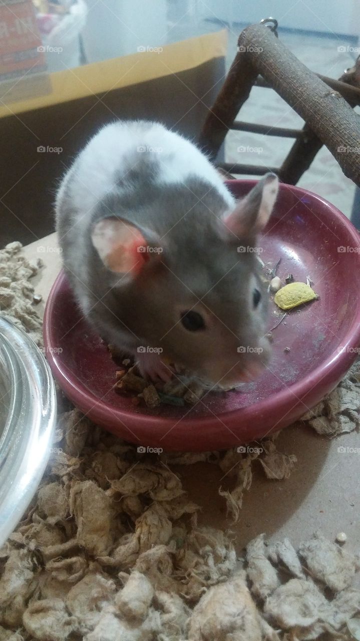 Dusty, Syrian hamster ready for his closeup