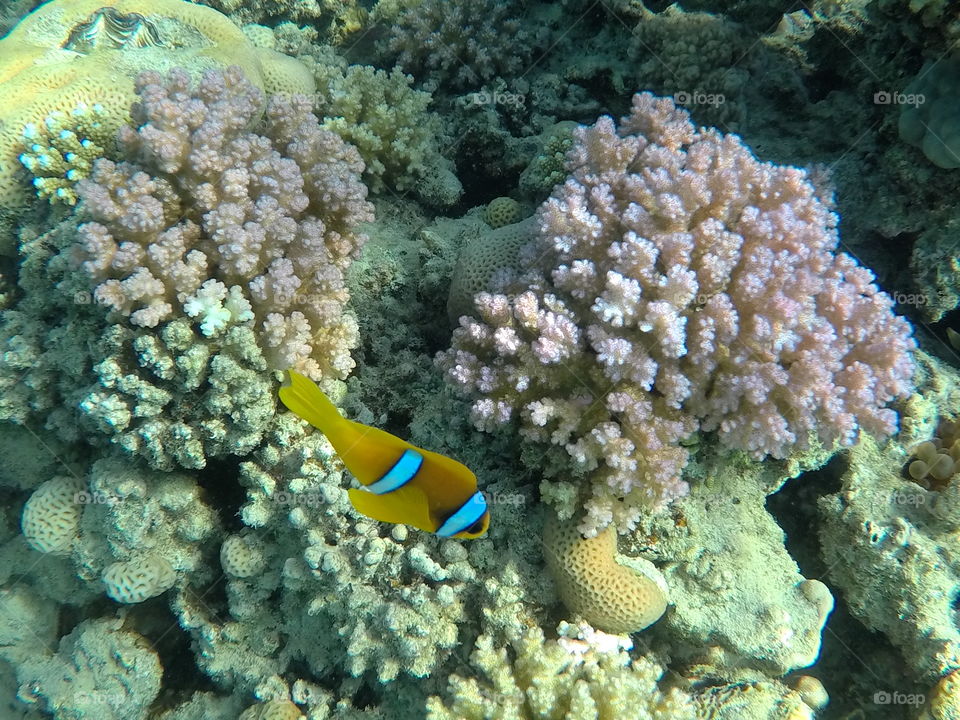 Clownfish