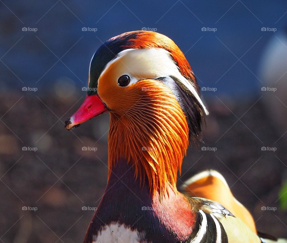 Mandarin duck