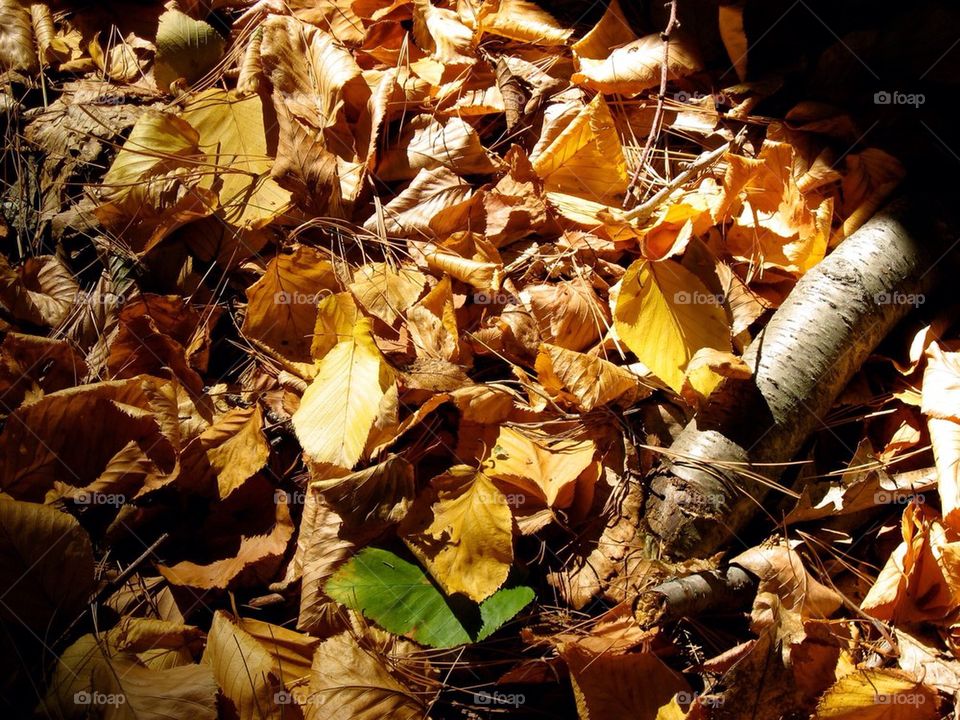 Fall Leaf litter 