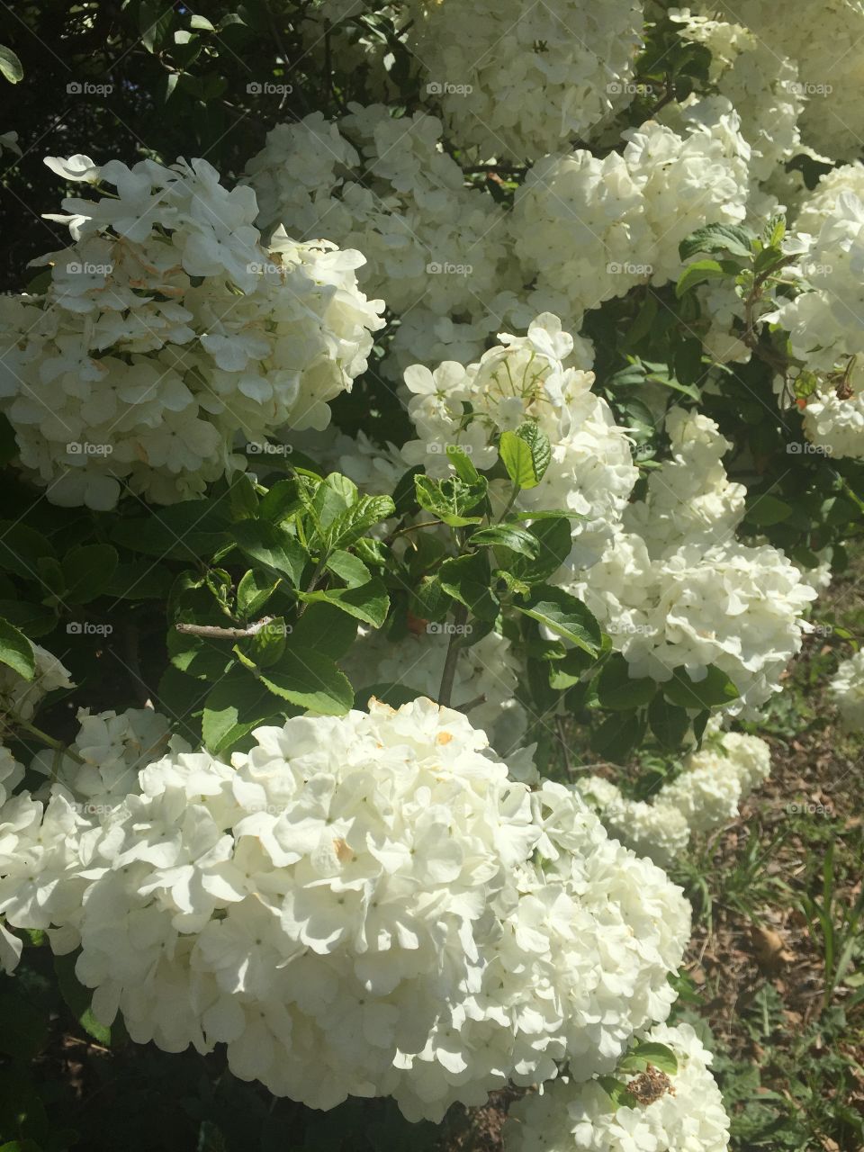 Beautiful bunch of white flowers 