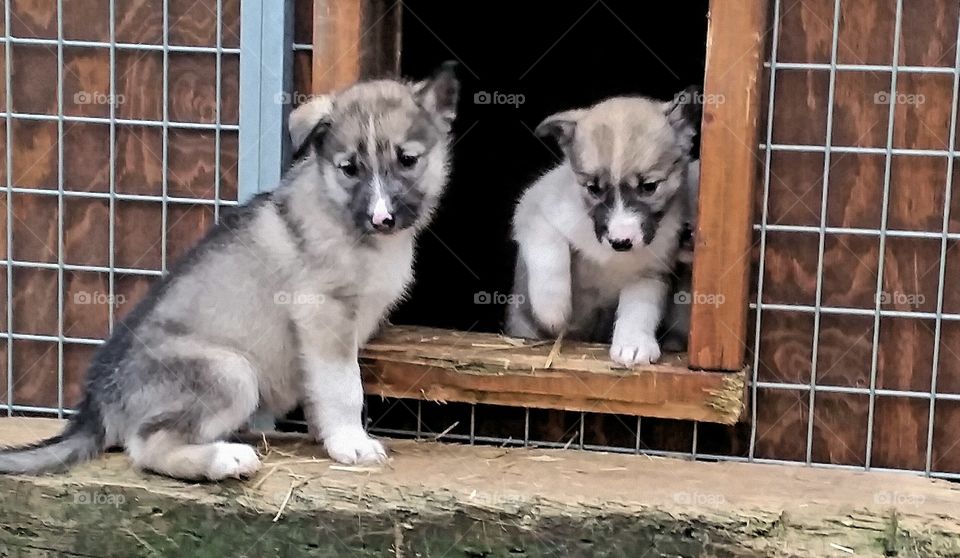 Close-up of dogs sitting by house