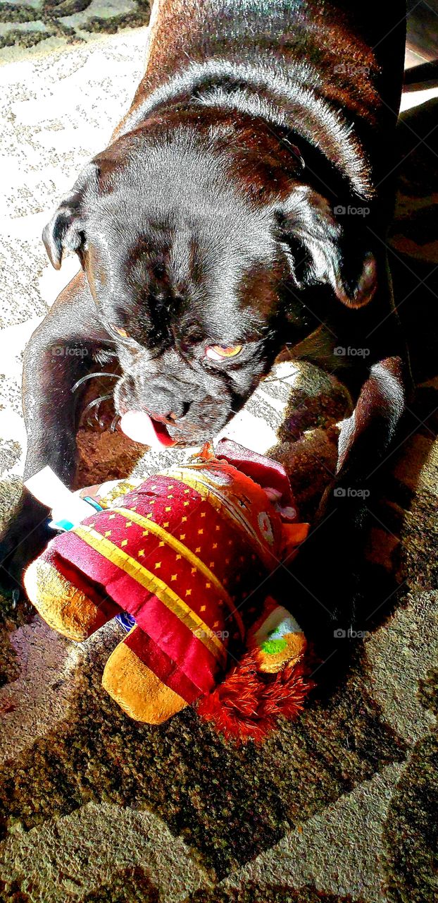 Black pug sticking out its tongue playing with toy in sunlight