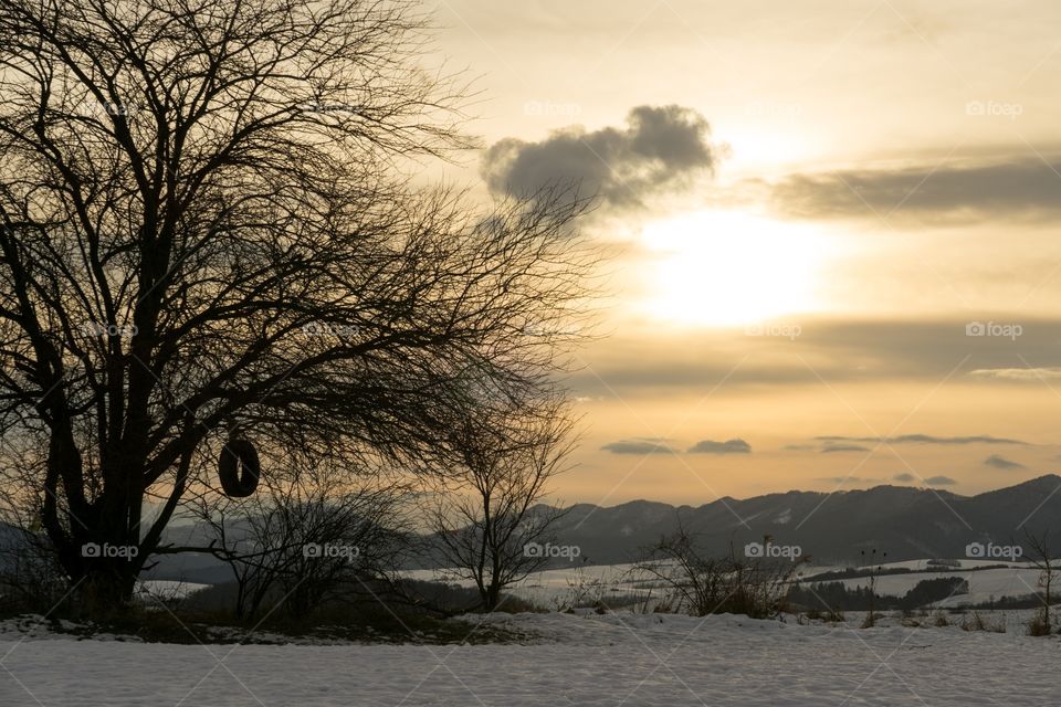 tree and sunset