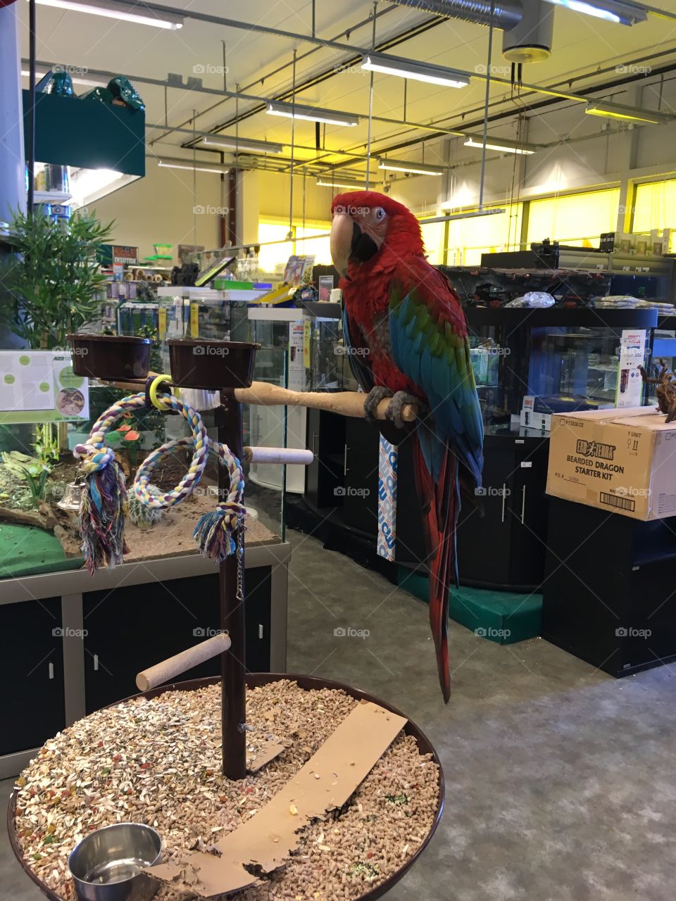 Parrot in a store
