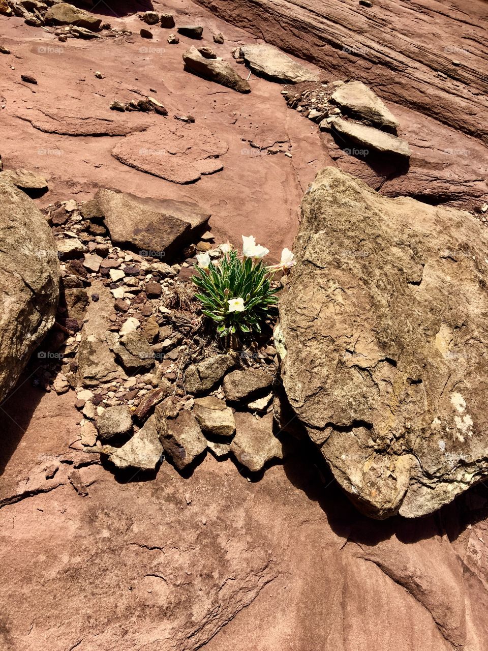 Lonely desert flower 