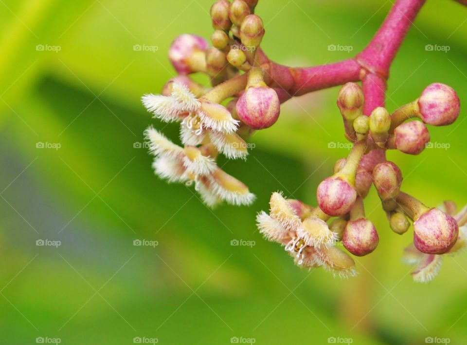 Close-up of wildflowers