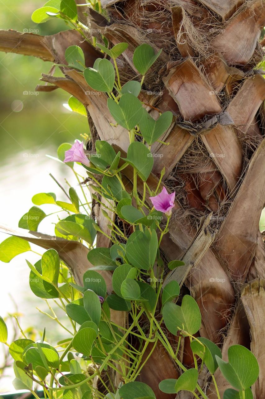 Plant on a Palm Tree