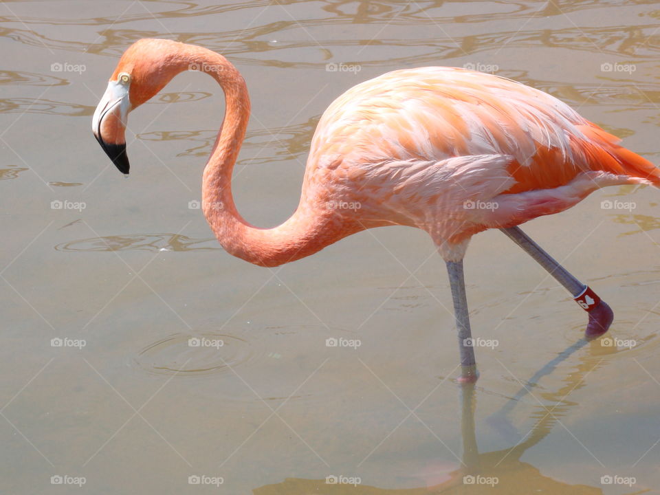 Flamingo 