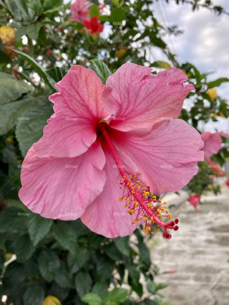 🌼 #Flores do nosso #jardim, para alegrar e embelezar nosso dia!
#Jardinagem é um ótimo #passatempo!
🌸 🌹
#FOTOGRAFIAéNOSSOhobby
#flor #flowers #flower #pétalas #garden #hobby #natureza #nature #flora #photography #fotografia 