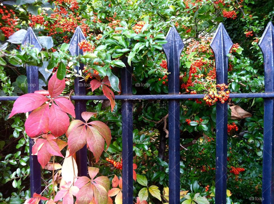 Foliage on a fence. Colorful foliage in twines a wrought iron fence