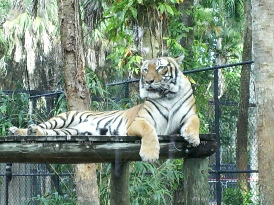 Miami Metro Zoo , South Florida , Tiger, Animal, Big