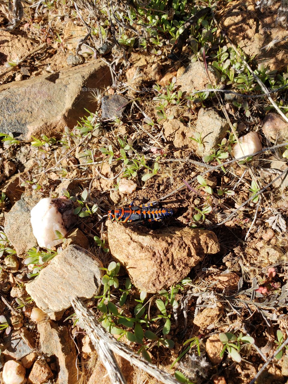 red and black grasshopper