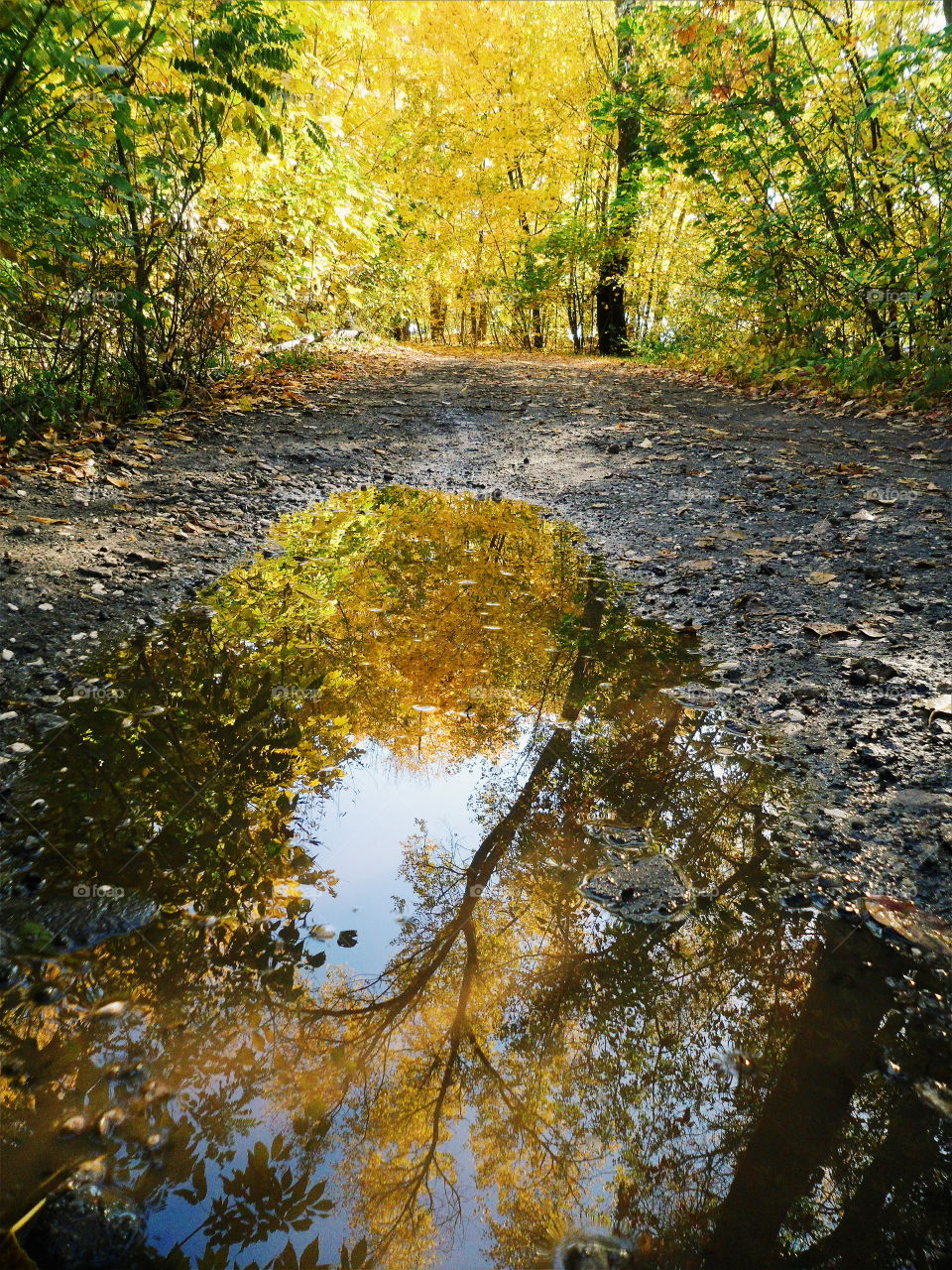 Golden autumn