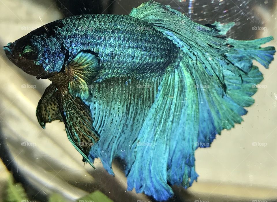 Blue Beta, Siamese Fighting Fish, Blue, Beta, Siamese, Fighting, Fish, water, fin, fins, gill, gills, mouth, air breather, scales, eyes