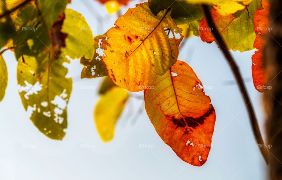 Background photo of colorful leaf in autumn season