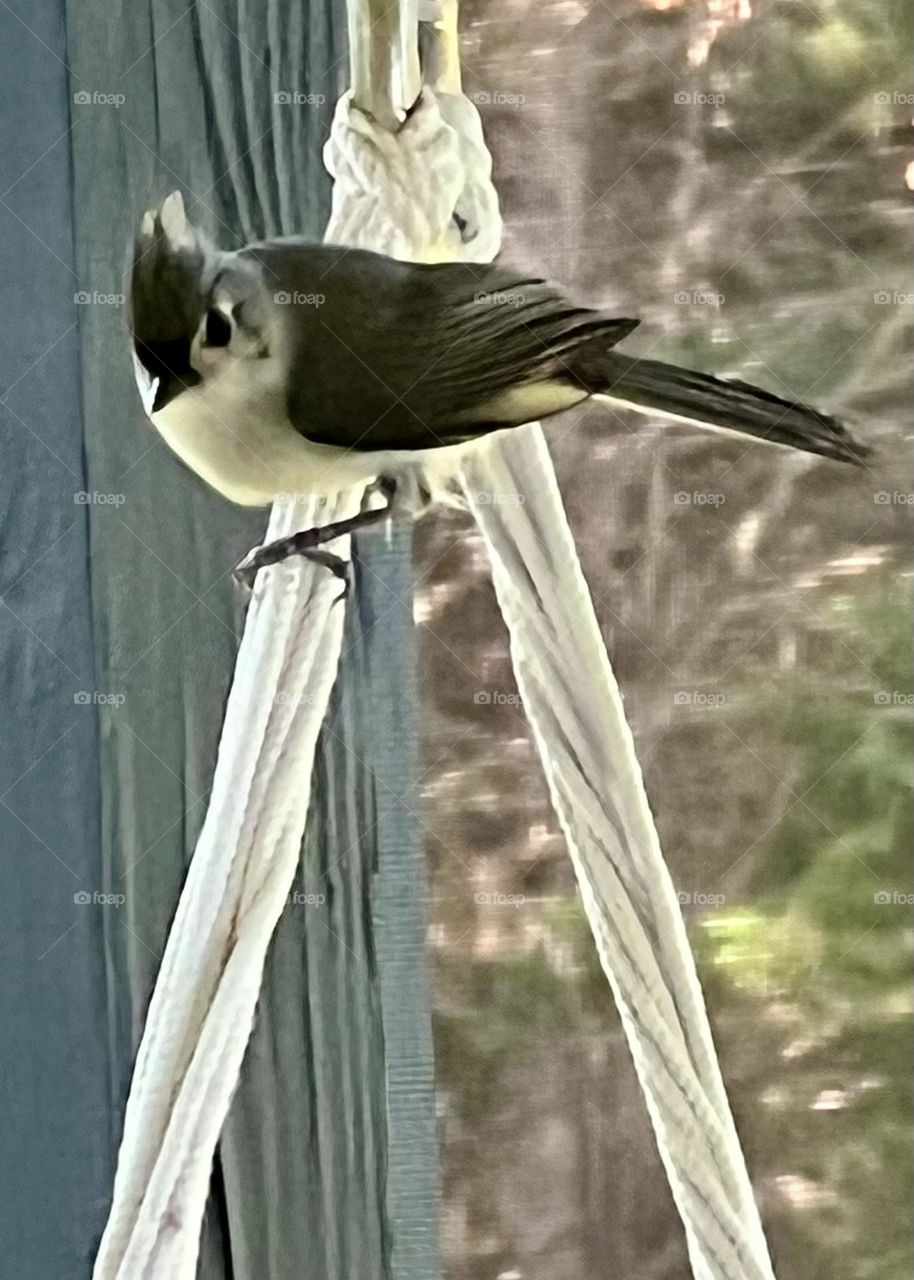 Tufted Titmouse 