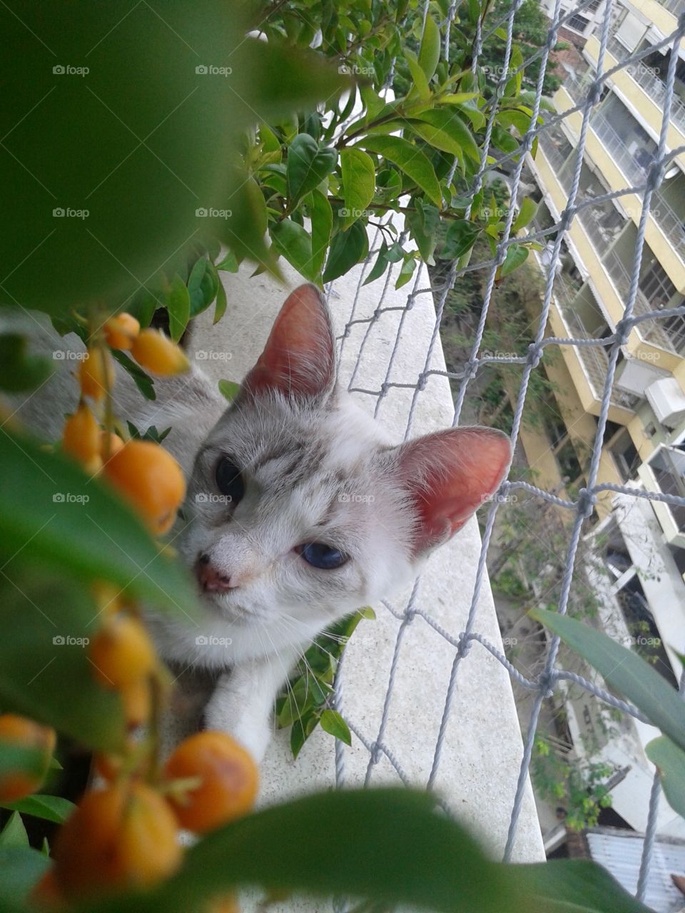 Where is the cat?. my kitten hiding on the bushes