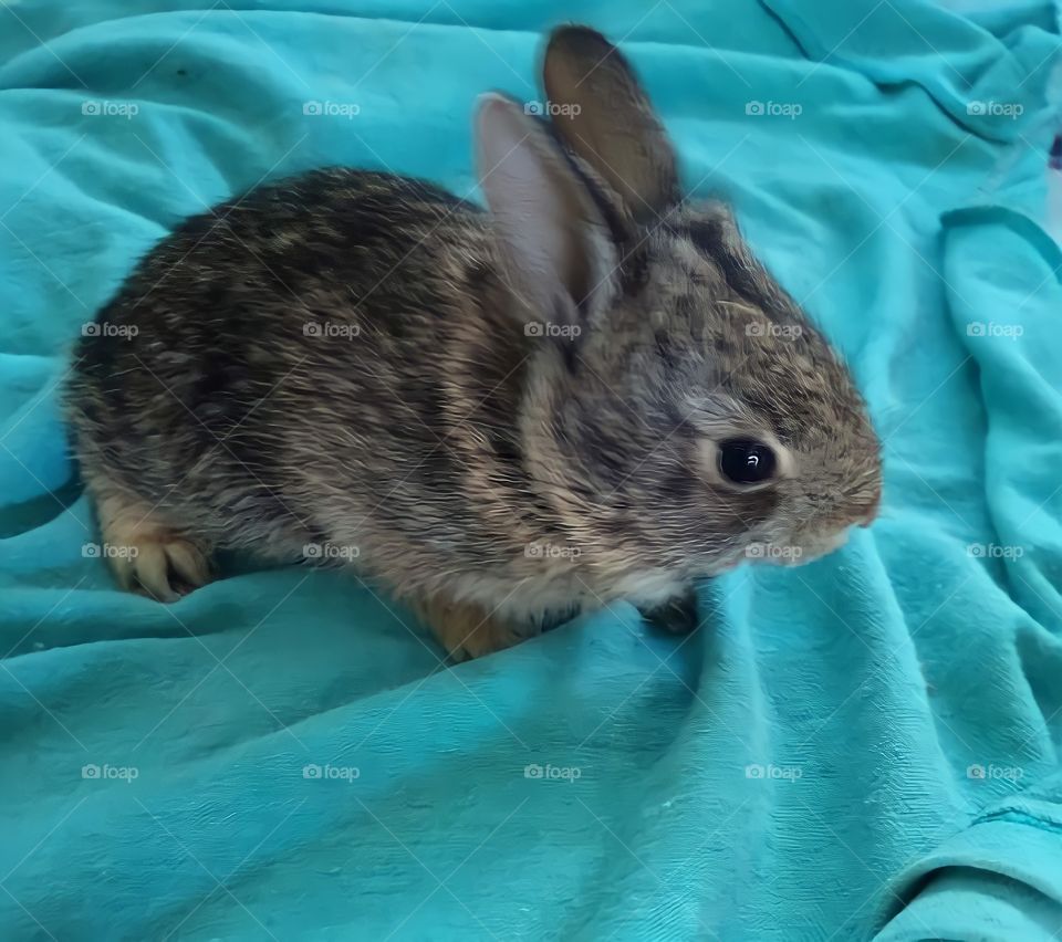 black and brown gray rabbit