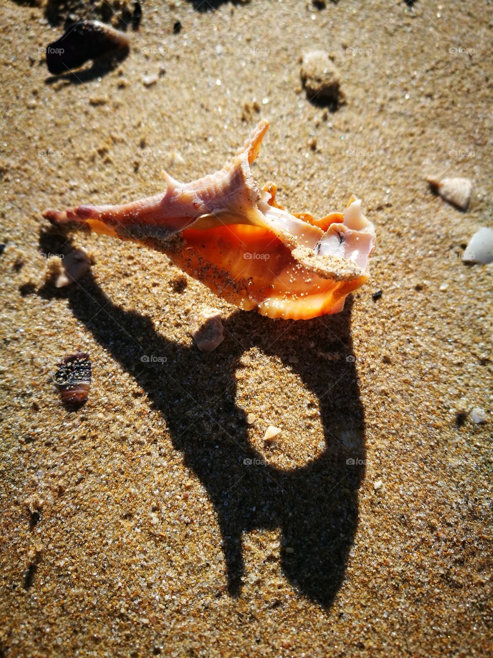 Dead shell on sand beach