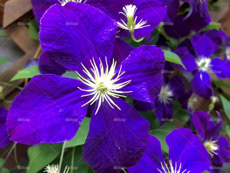 Prince Albert, SK, CA.  Purple blooms with white stamens.