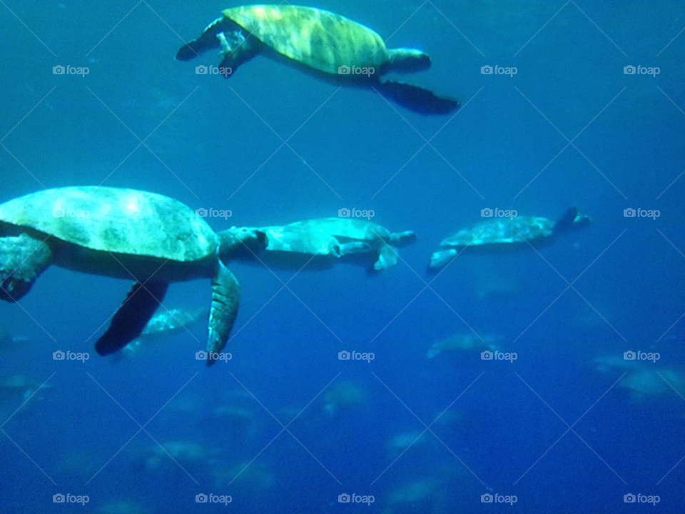 ocean swim turtle by izabela.cib