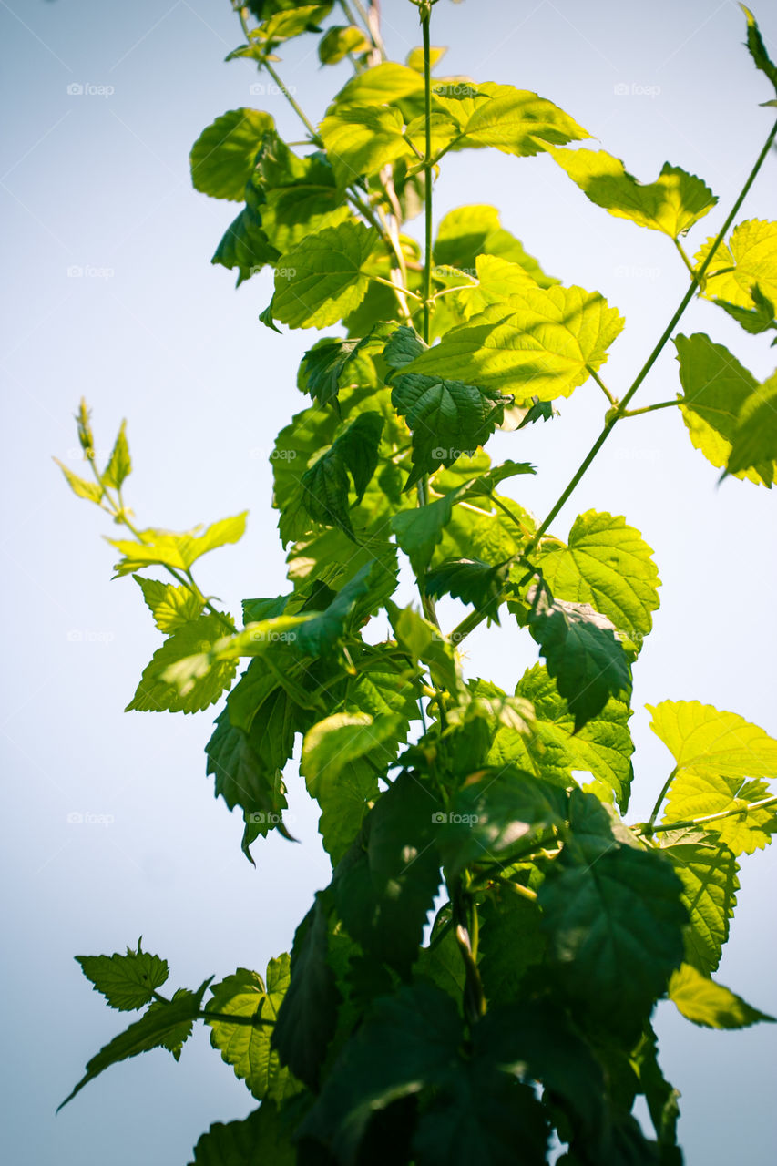 Green leaves in the sunshine