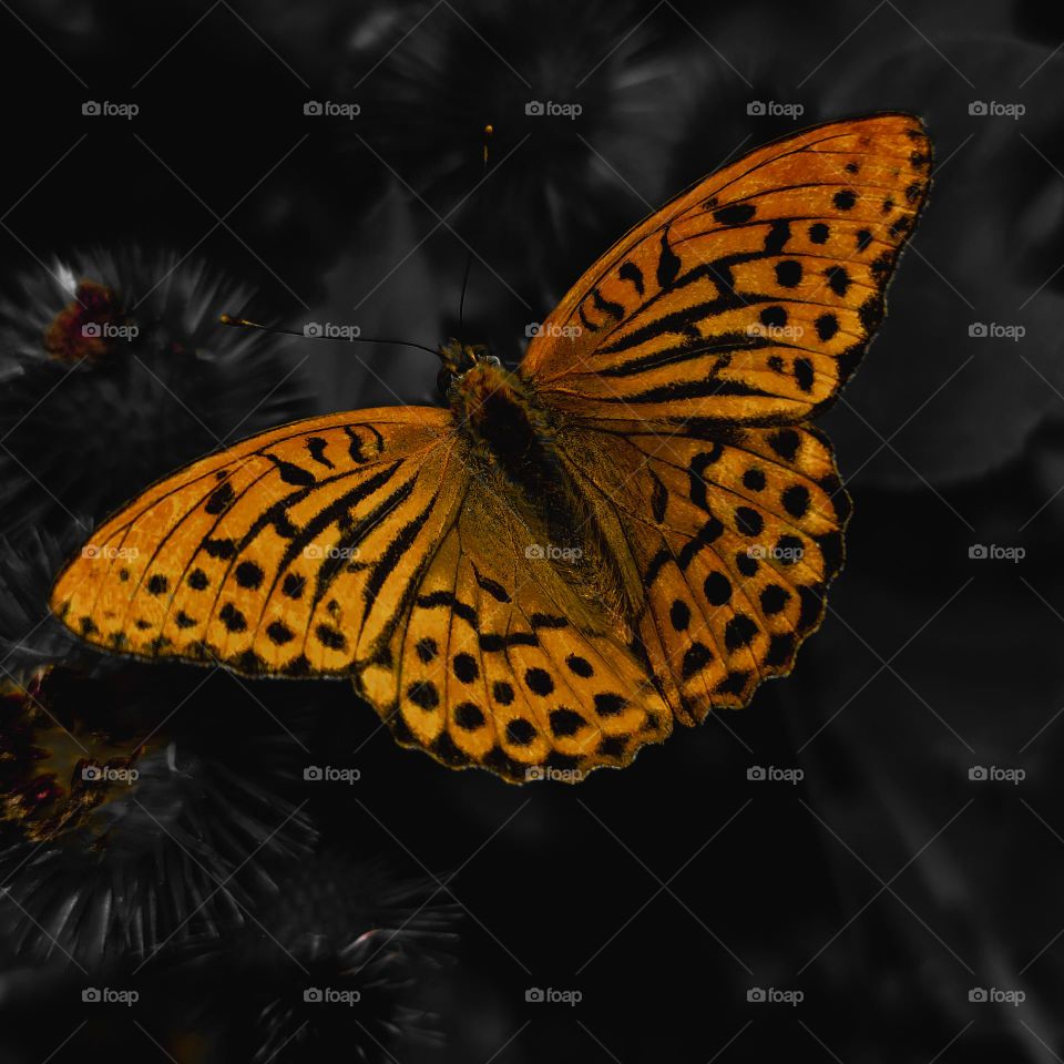 Delicate butterfly in orange