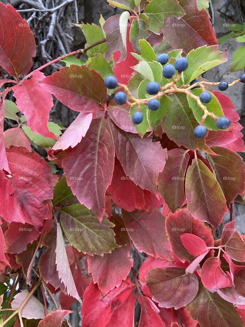 Red leaves with blue berries.