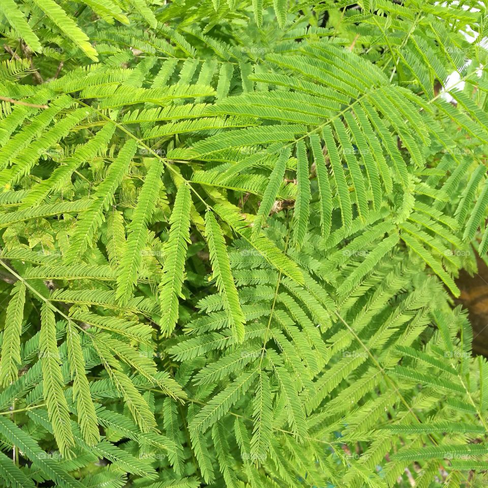 Close-up of green leaves