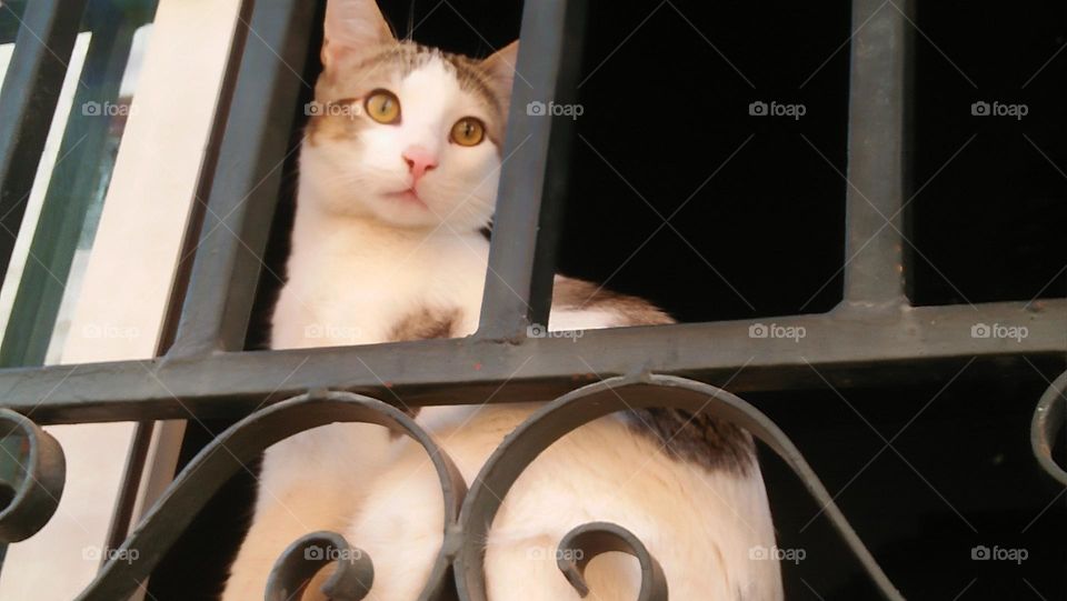 Beautiful cat looking out the window.