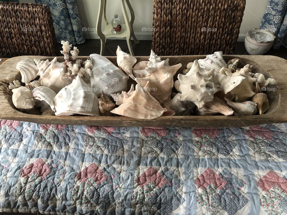 Sea shells