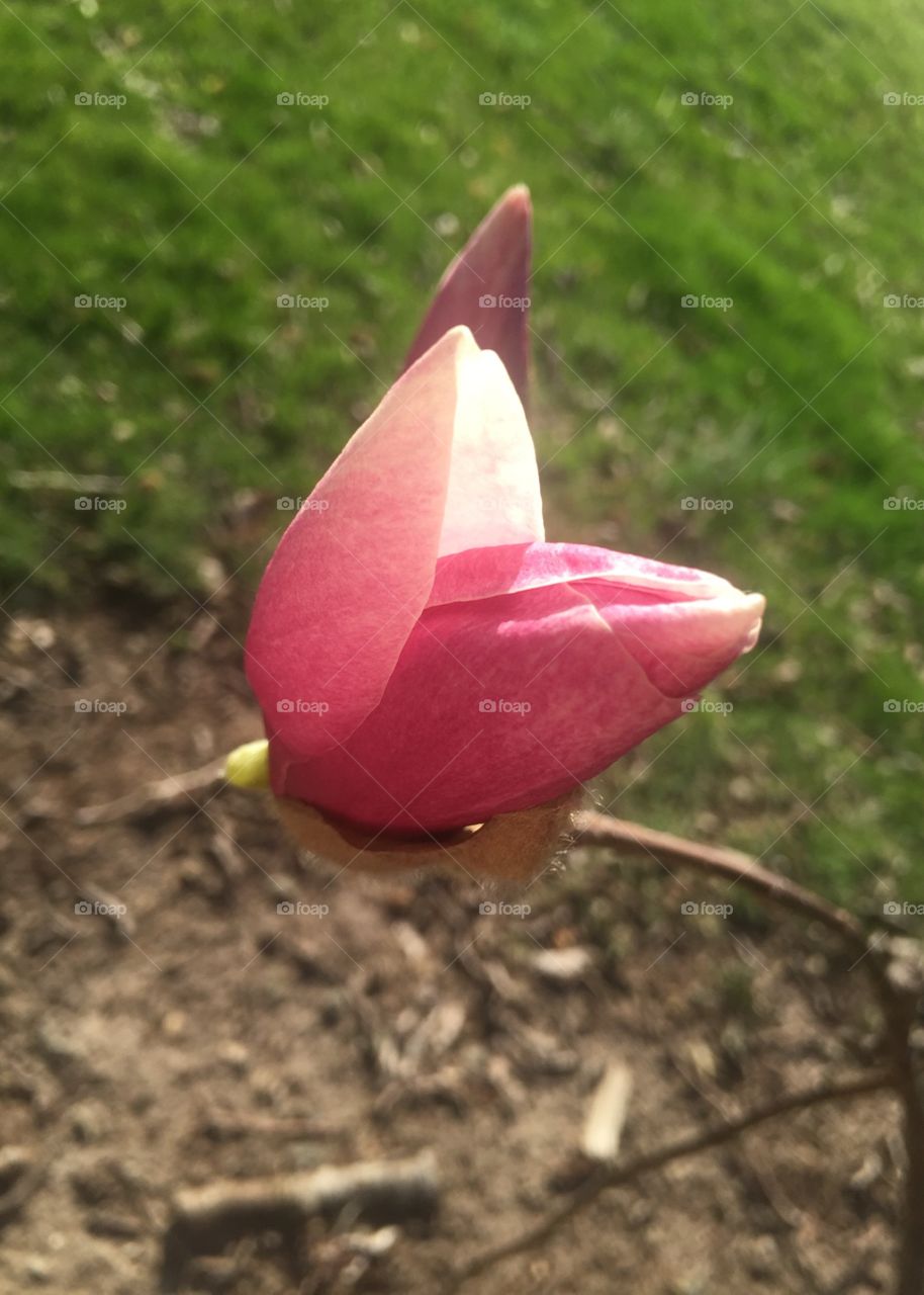 Early spring magnolia